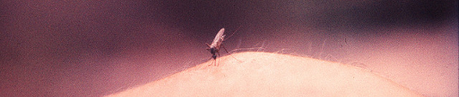 mosquito